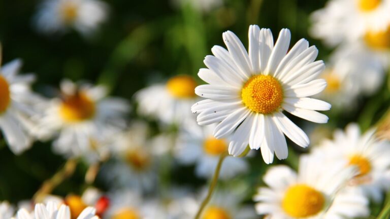 Flores que representam esperança e renovação: use no seu lar