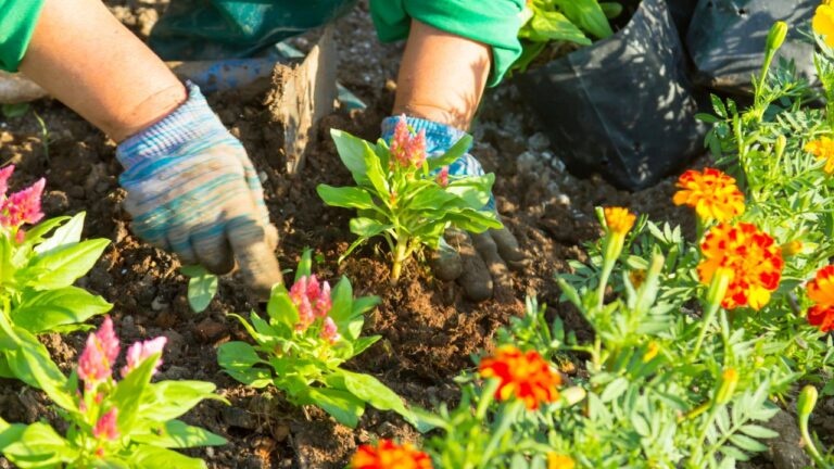 Jardins que ensinam a paciência em um mundo acelerado
