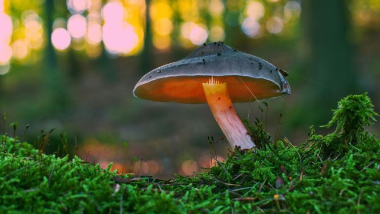 Plantas que brilham no escuro: mito ou verdade