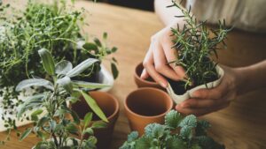 Como fazer mudas de ervas aromáticas em casa