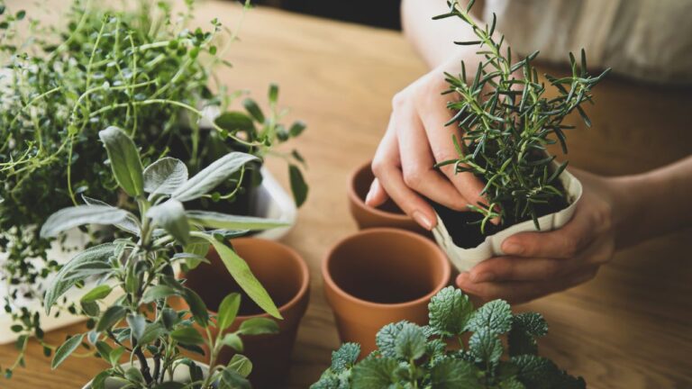 Como fazer mudas de ervas aromáticas em casa