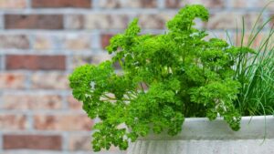 Cultivo de temperos: dicas para o dia a dia