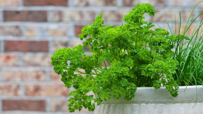 Cultivo de temperos: dicas para o dia a dia