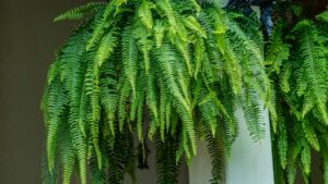 As plantas mais indicadas para um jardim iniciante