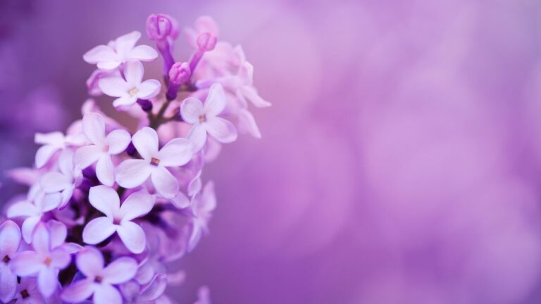 Como escolher a cor certa das plantas para um jardim