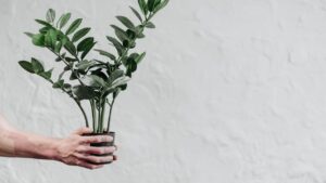 Melhores plantas para apartamentos pequenos