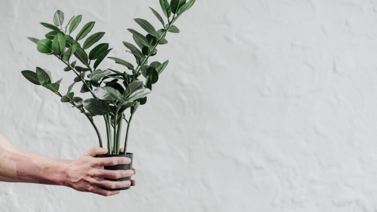 Melhores plantas para apartamentos pequenos