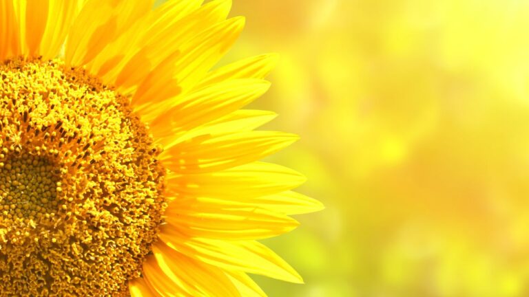 Por que os girassóis seguem o sol