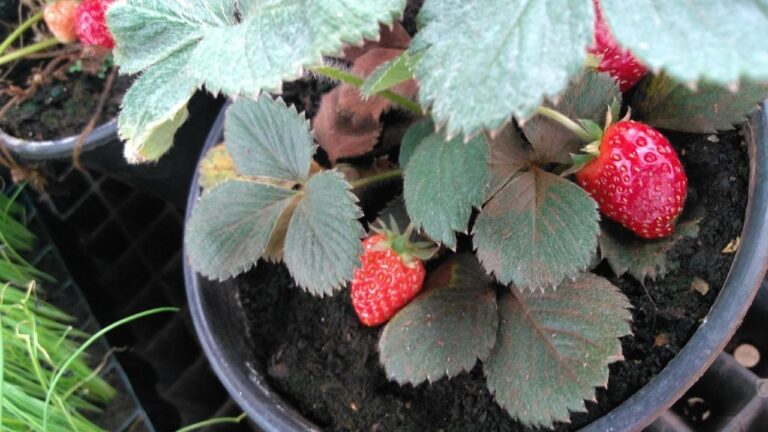 Como cultivar morangos em vasos