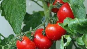 Plantas comestíveis para cultivar em varandas
