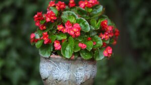 Como cultivar flores em ambientes internos