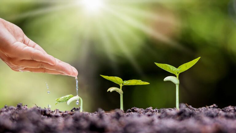 Como as plantas “sentem” a chegada da primavera