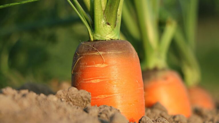 Como cultivar cenoura em recipientes