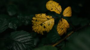 O que fazer quando as folhas das plantas amarelam