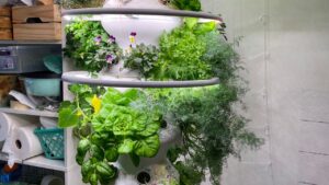 O básico da jardinagem hidropônica em apartamentos
