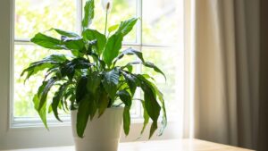 Plantas tóxicas para pets e como evitá-las em casa