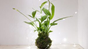 Soluções para pouco tempo: plantas que exigem pouca manutenção