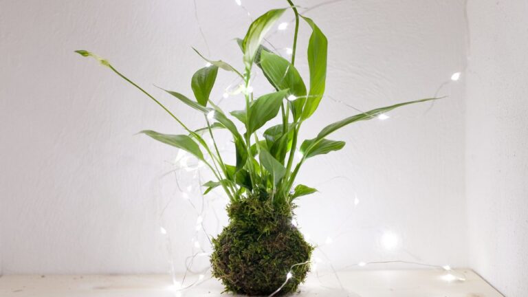 Soluções para pouco tempo: plantas que exigem pouca manutenção