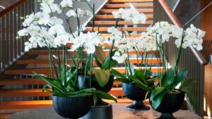 Ideias de decoração com plantas para ambientes pequenos
