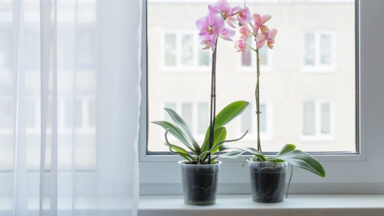 Plantas que “se mexem” em busca de luz