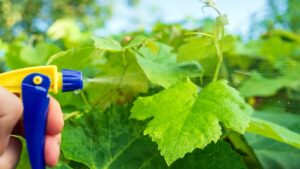 Jardins urbanos: como lidar com pragas sem agrotóxicos