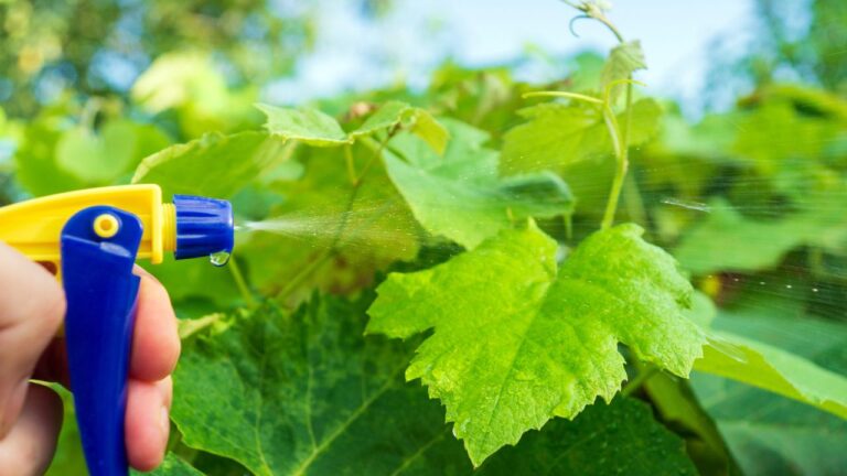 Jardins urbanos: como lidar com pragas sem agrotóxicos