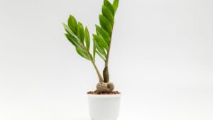 Plantas que purificam o ar em ambientes internos