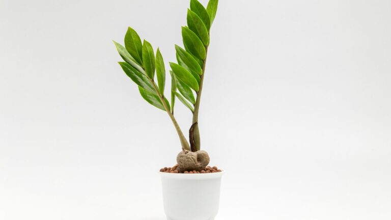 Plantas que purificam o ar em ambientes internos