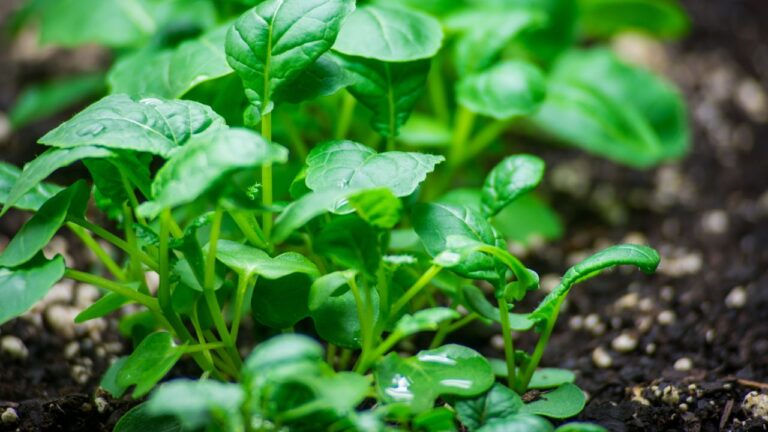Passo a passo para cultivo de rúcula em casa