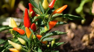 Cultivo de pimentas ornamentais e comestíveis