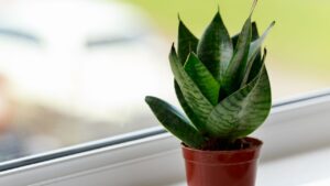 Como plantas purificam o ar em casa