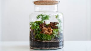 Como montar um terrário para iniciantes