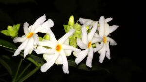 Porque algumas flores têm perfume forte só à noite