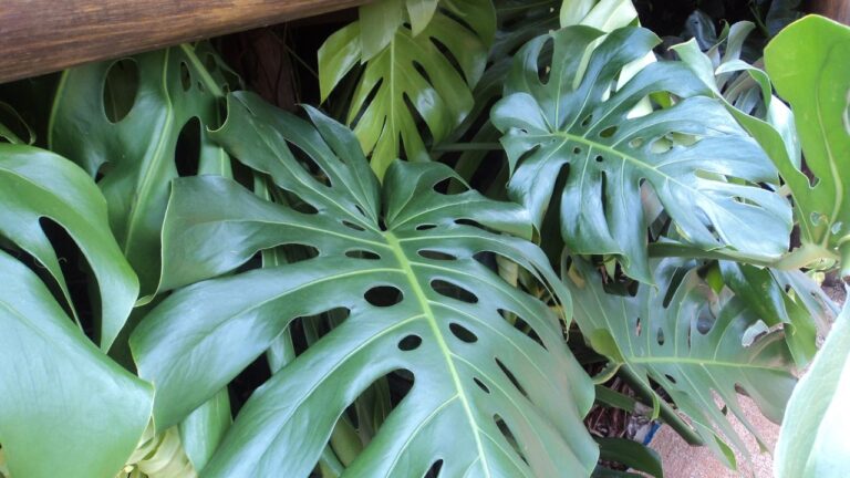Plantas que gostam de muita sombra