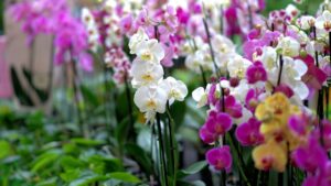 O segredo para as orquídeas florescerem todo ano