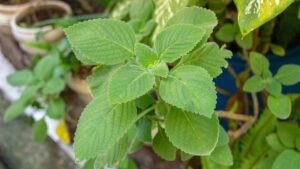 Plantas medicinais: quais são e como cuidar delas
