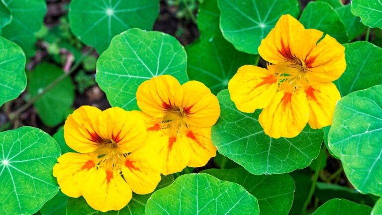 Como usar flores que afugentam pragas na horta