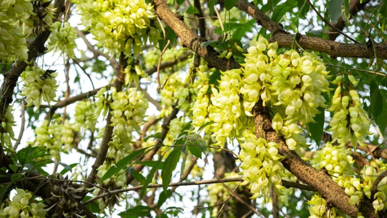 Plantas companheiras: espécies que ajudam sua horta
