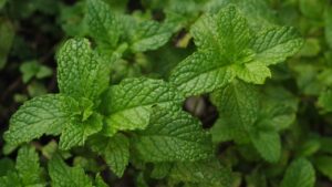 Plantas que crescem melhor junto de outras