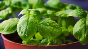 Plantas aromáticas para repelir insetos naturalmente