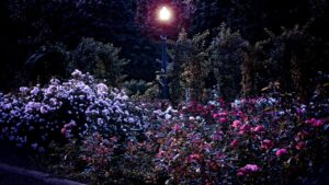 As plantas dormem? O que fazem à noite?