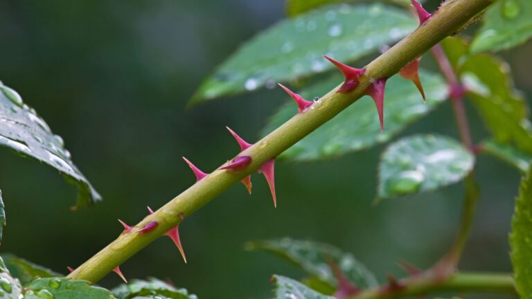 Porque algumas plantas têm espinhos