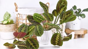 Plantas exóticas que se adaptam bem à vida urbana