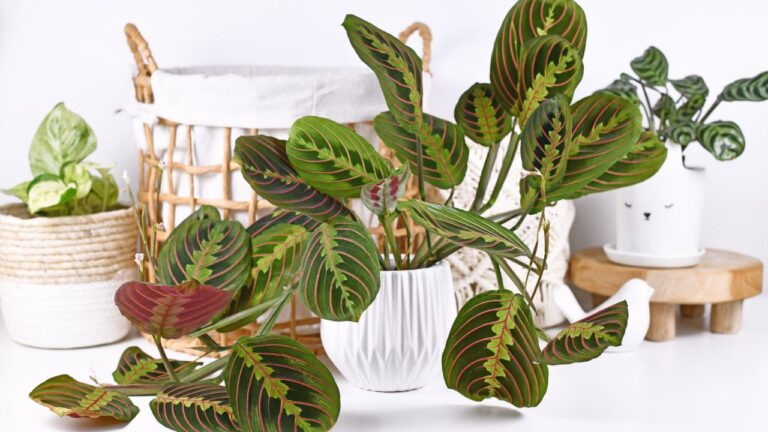 Plantas exóticas que se adaptam bem à vida urbana