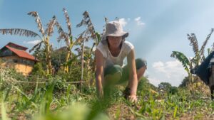 Princípios da permacultura em espaços pequenos
