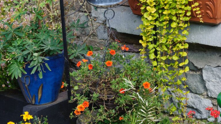 Existe “amizade” entre plantas?