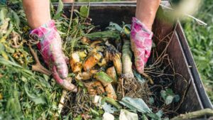 Como funciona o ciclo da compostagem doméstica