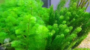 O que são plantas aquáticas e como cultivá-las num balde