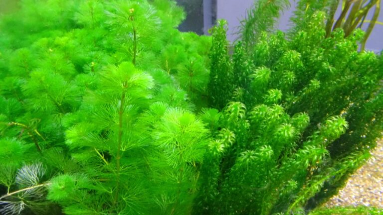O que são plantas aquáticas e como cultivá-las num balde