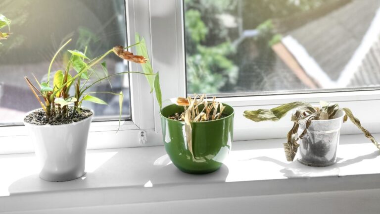 Porque as plantas murcham tão rápido sem água